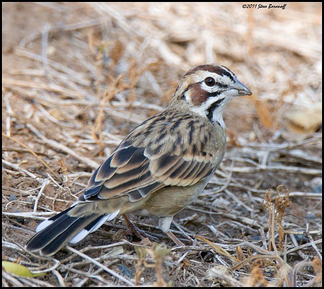 _1SB6992 lark sparrow.jpg